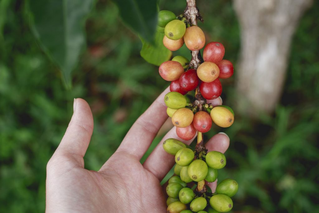 Bio organická káva Cafézia pochádza z Hondurasu a Peru.