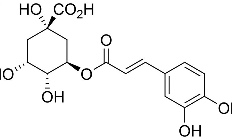 Kyselina chlorogénová a káva