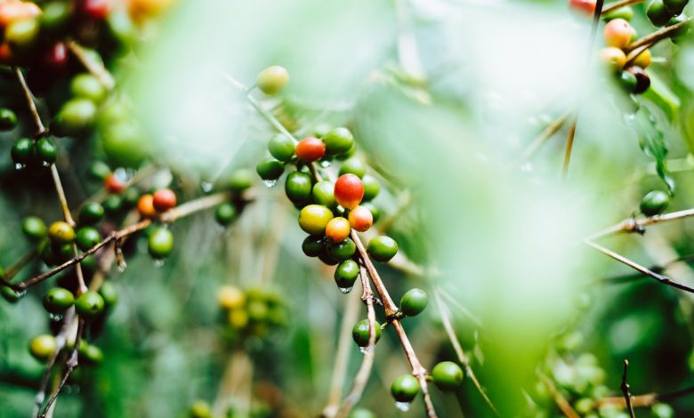 Plody kávovníka. Ktoré štáty vypestujú najviac kávy?