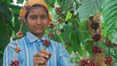 Photo of India hlási problém: Hlavnému kávovému regiónu hrozia druhý rok po sebe straty