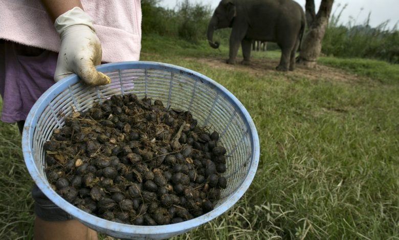 Black Ivory Coffee - káva, ktorú produkujú slony