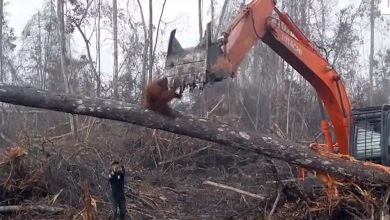 Photo of Zachráni palmový olej vyrobený z kávového odpadu orangutany? (VIDEO)