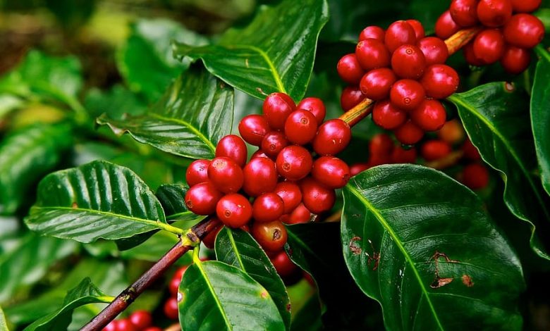Angola a pestovanie kávy