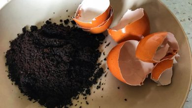 Photo of Káva ako hnojivo: Pridajte ku gruntu škrupiny z vajec