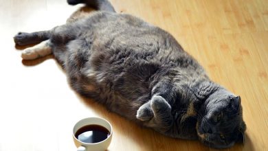 Photo of Vedeli ste, že mačkám káva nevonia a zväčša ju chcú zahrabať? (VIDEO)
