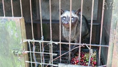 Photo of PETA bojuje proti kopi luwak, cibetky môžu byť spúšťačom novej pandémie