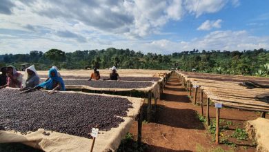 Photo of V Etiópii otvoria prvú vysokú školu kávy