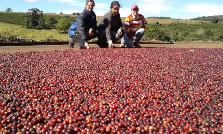 pestovanie kávy v Brazílii
