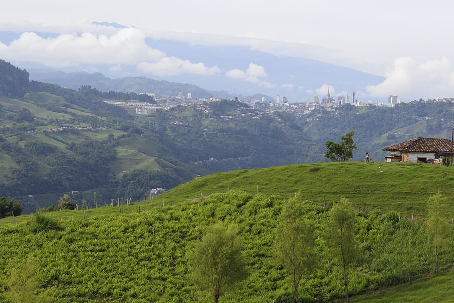 pestovanie kávy v Kolumbii