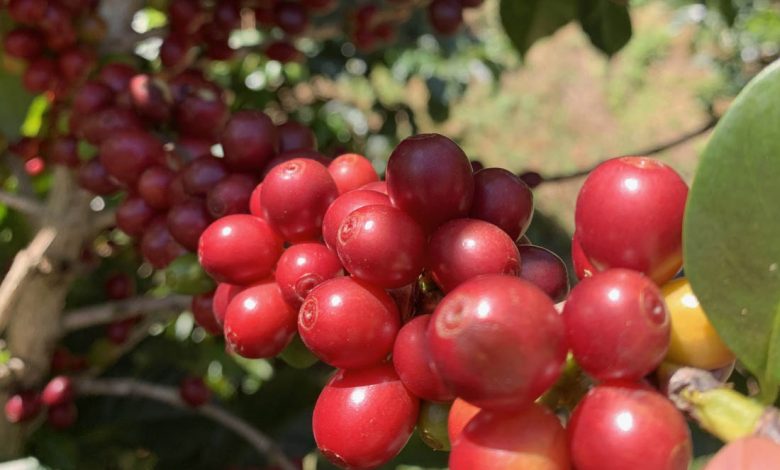 kávové čerešne v Salvadore