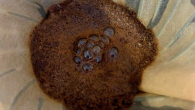 Photo of Blooming kávy: Čo to je a prečo ho treba robiť?
