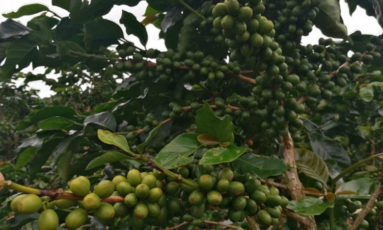 pestovanie kávy v Nikarague