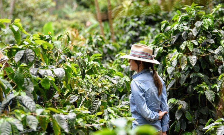direct trade káva z Guatemaly