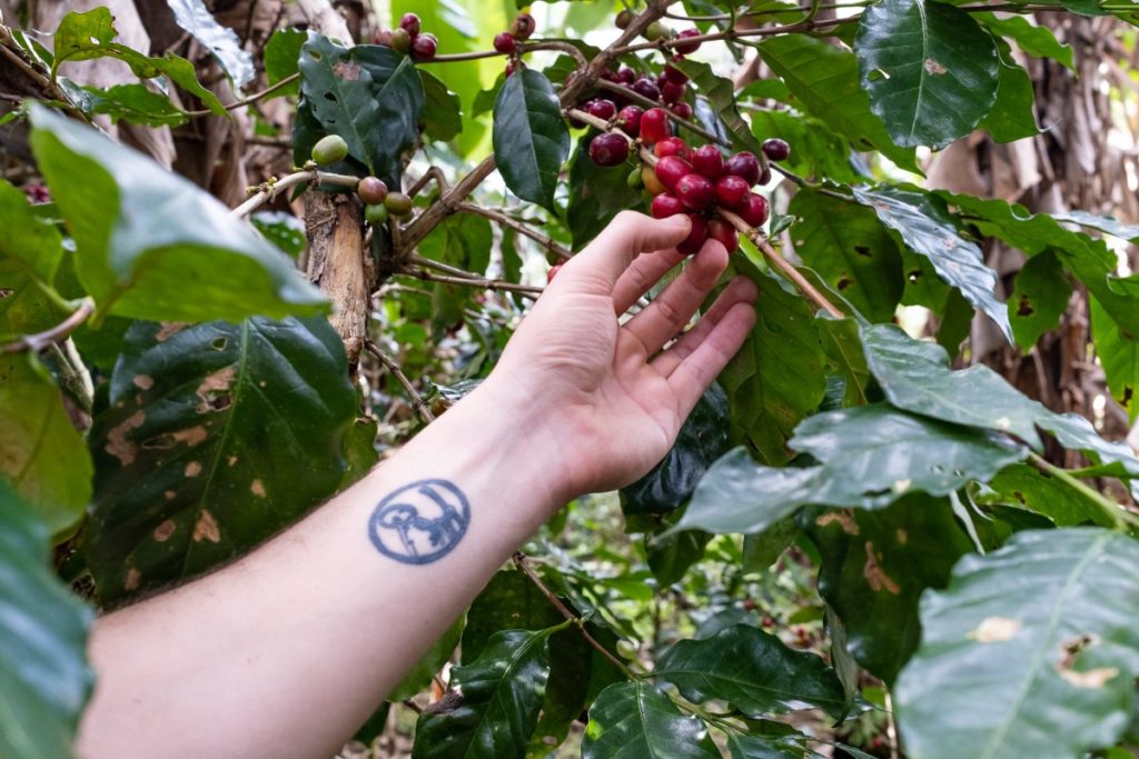 zber kávovníkových čerešní - káva z pralesa