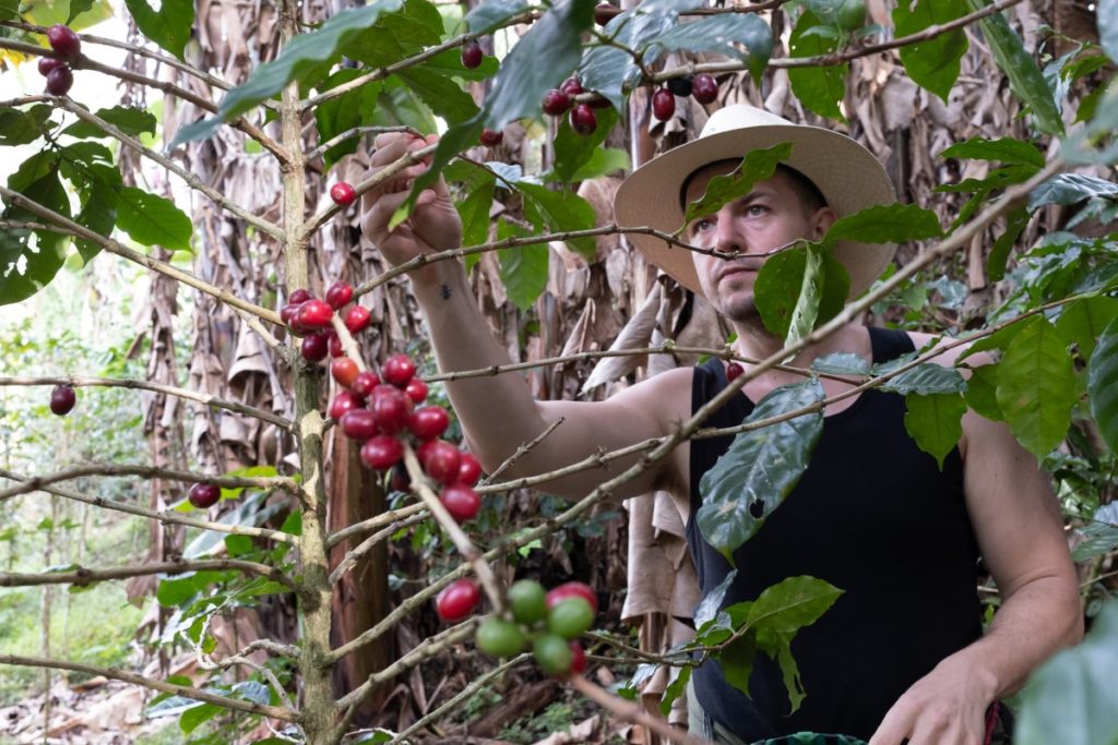 Peter Szabó zbiera kávovníkové čerešne - káva z pralesa