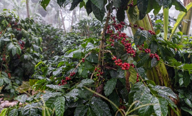 kávovníkové čerešne v Hondurase - káva z pralesa