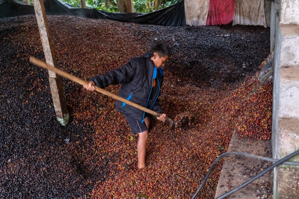 spracovanie kávy v Hondurase