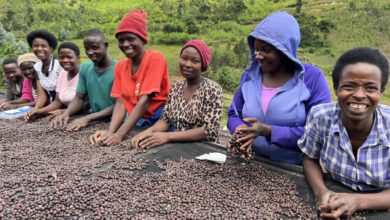 Photo of Pestovanie kávy v Rwande: Farmy sú zakázané, tak ako to robia?