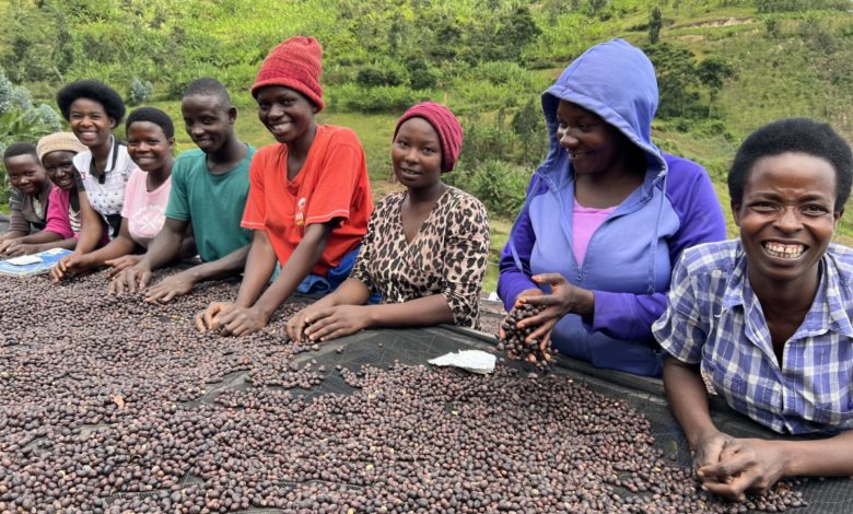 pestovanie kávy v Rwande - sušenie kávy na afrických posteliach