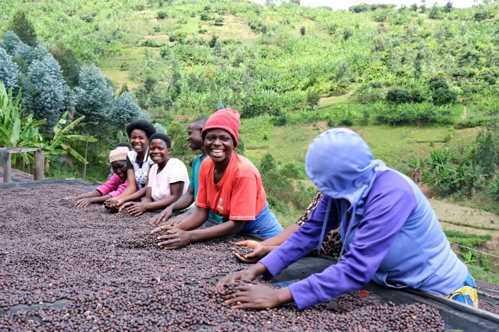 spracovanie kávy v Rwande