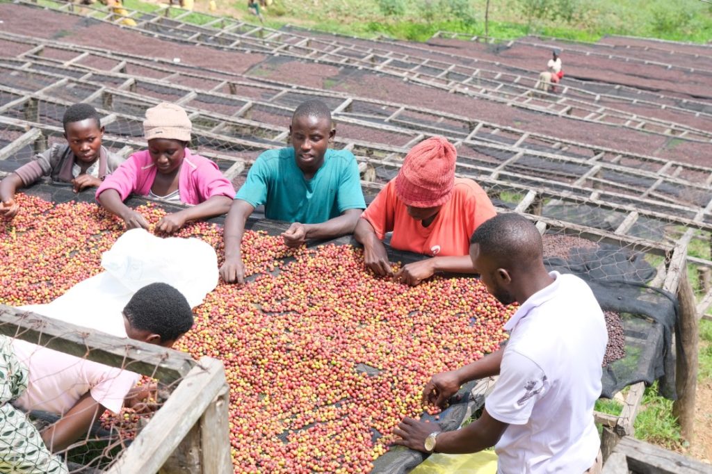 sušenie kávy v Rwande - africké postele