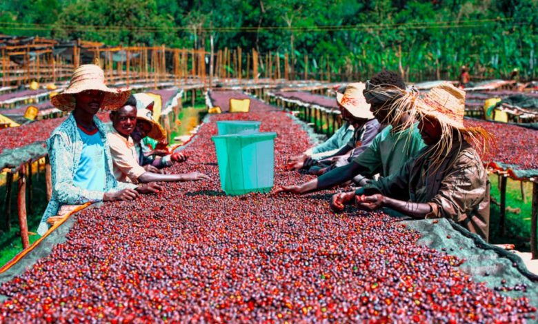 spracovanie kávy v Etiópii - Sidamo Bombe Natural BeCafé
