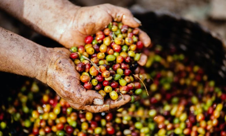 prečo chutí káva z jednej farmy každý rok inak