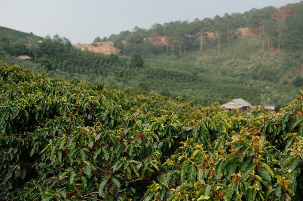 kávovníková farma vo Vietname