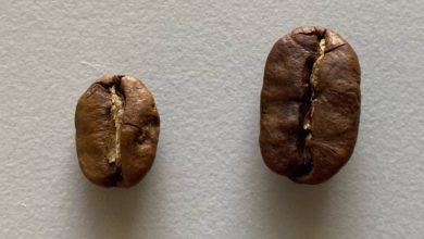 Photo of Maragogype: Slonie kávovníkové zrná v podaní Coffeeinu