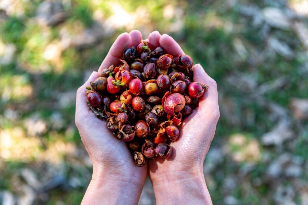 cascara - šupky kávovníkových čerešní