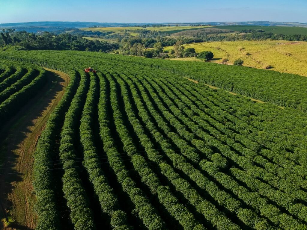 kávovníková plantáž