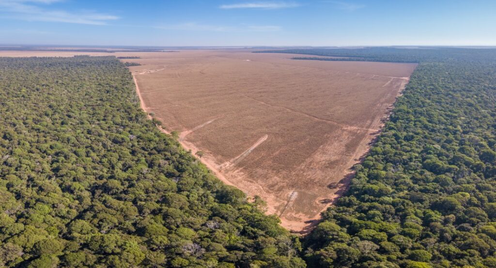 odlesňovanie - nelegálne ničenie dažďového pralesa v Brazílii