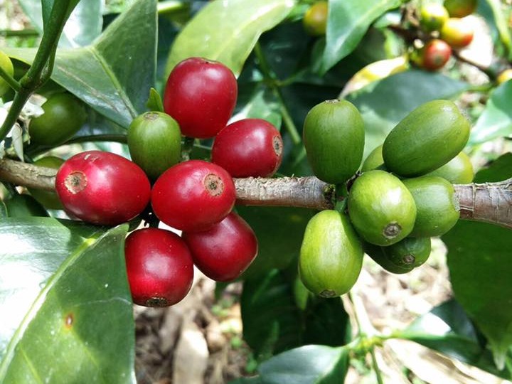 kávovníkové čerešne z Finca Sophia